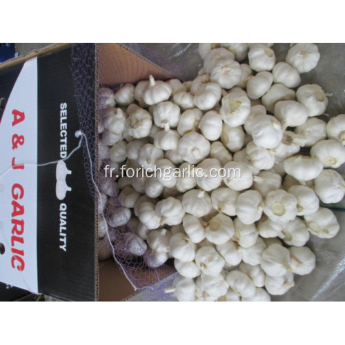 Ail blanc pur frais taille 5,5 cm